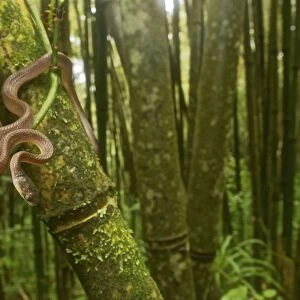 Yellow Tree Snake - in the bamboo forest - Tanzania - Africa