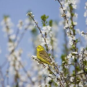 Yellowhammer - adult male - perched on white blossom - Oxon - UK - April