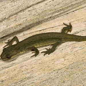 Young Common / Smooth Newt - Shows characteristic Amphibian walking gait UK garden