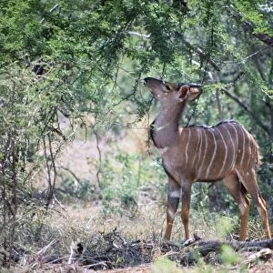 Young male nyala - browsing foliage in shade of tree. Endemic to lowveld of Southern Savanna, inhabiting densely wooded habitat near water. Mixed feeder, eating leaves, pods, fruits, herbs and grass