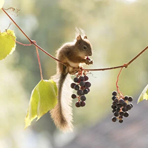 young Red Squirrel on a grape branch