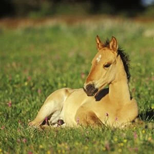 Young Wild Horse - Colt resting in meadow amongst wildflowers Summer Western USA WH441