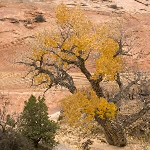 Zion National Park, Utah: Cottonwoods or poplars in autumn colour