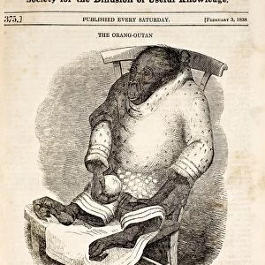 1838 Jenny Orangutan which Darwin visited