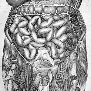 Abdominal organs, 1880 artwork C017 / 6912