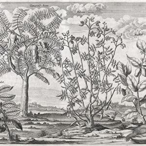 African plants, 17th century C013 / 7754