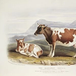 Alderney Cattle, 19th century C013 / 6223