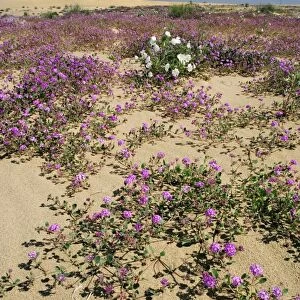 Algodones dunes, California