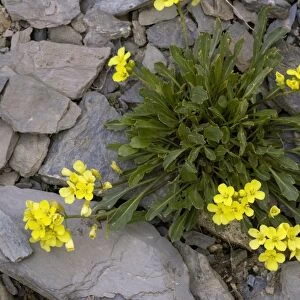 Alpine cabbage (Brassica repanda)