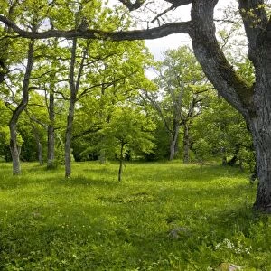 Ancient wood pasture, Estonia