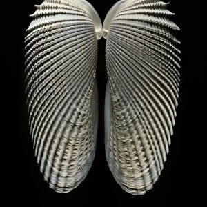 Angelwing clam shell C019 / 1319