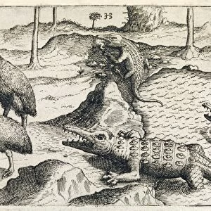 Animals of Java, 17th century C017 / 8052