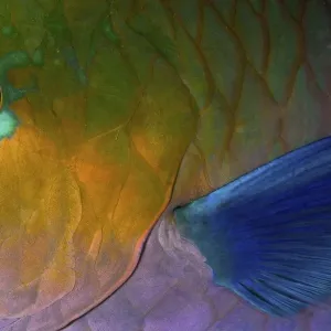 Rusty Parrotfish Print Rusty Parrotfish Print