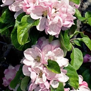 Apple blossom (Malus Arthur Turner )