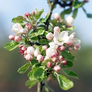 Apple blossom (Malus sp. )