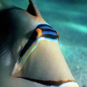 R Collection: Reef Triggerfish