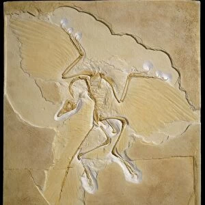 Archaeopteryx fossil, Berlin specimen C016 / 5071