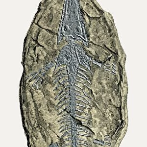 Archegosaurus decheni, amphibian fossil