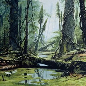 Artists impression of a Carboniferous forest
