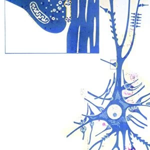 Artwork of a nerve cell of the brain & a synapse
