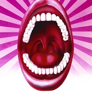 Artwork of open mouth showing set of healthy teeth