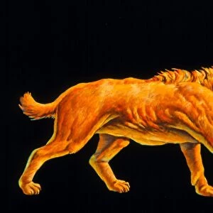 Artwork of a sabre-toothed cat (Smilodon sp. )
