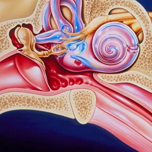 Artwork of sensory organs in middle & inner ear