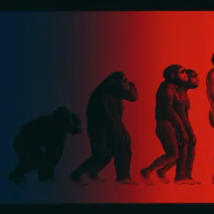 Artwork of the stages in human evolution