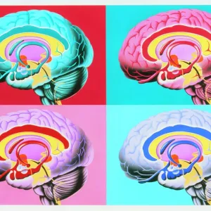 Œuvres d'art montrant le système limbique du cerveau. Œuvres d'art montrant le système limbique du cerveau.