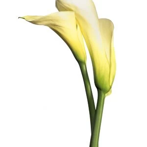 Arum lily (Zantedeschia sp. )