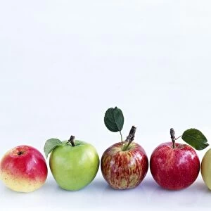 Assorted apples C014 / 1516