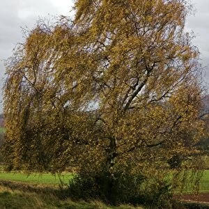 Autumn silver birch tree