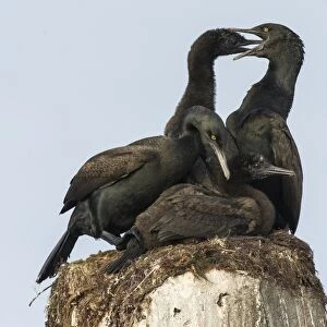 Bank cormorants feeding their chicks C014 / 4961