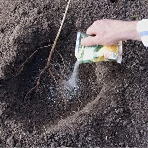 Bare-root mycorrhizal fungi treatment C013 / 7276