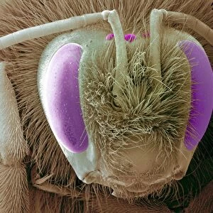 Bee head, SEM C018 / 0546