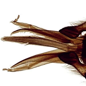 Bee mouthparts, light micrograph