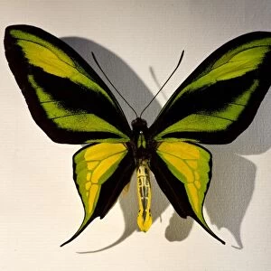 Birdwing Butterfly Ornithoptera paradisea