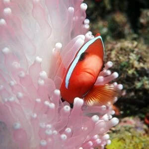 Black anemone fish