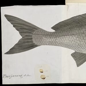 Black jewfish, 19th century artwork C016 / 6125