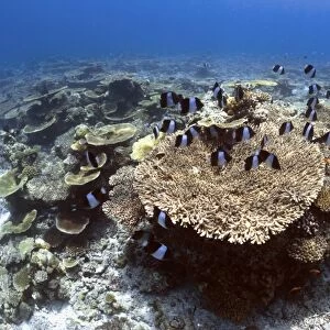 Black pyramid butterflyfish on a reef C014 / 2900