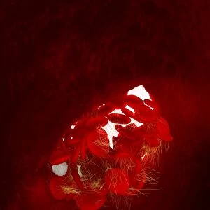 Blood clot, artwork C016 / 4620