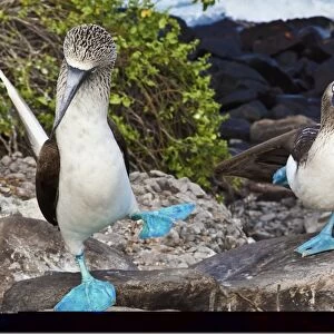 Blue-footed booby courtship display C013 / 7485