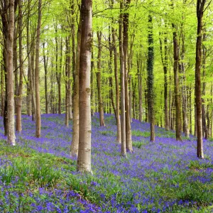 Bluebells (Hyacinthoides sp. )