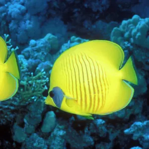 Bluecheek butterflyfish