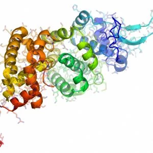 Borna disease virus nucleoprotein