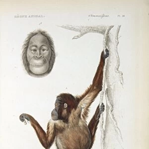 Bornean orangutan, 19th century C013 / 6436