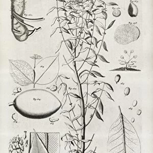 Botanical illustrations, 17th century