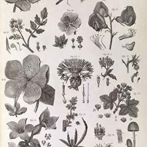 Botany illustrations, 1823 C017 / 8064