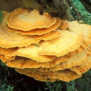 Bracket polypore fungi