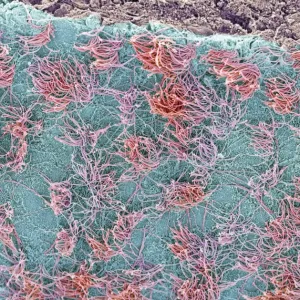 Science Art Prints: SEM